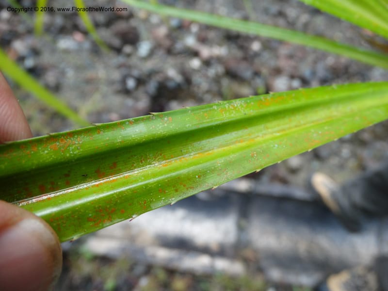 Pandanus borneensis, Callmander, M 1185--Sabah. G. Silam. 1 Oct 2014. DSC00937 (163).JPG