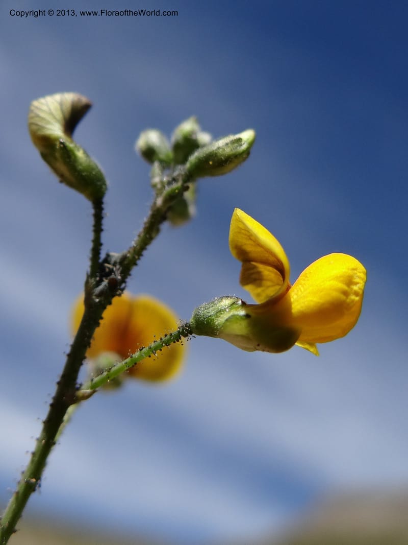 Adesmia, WDS 34191--Chile. Cta. 115. La Laguna. 22 Feb 2013. DSC02595 (63).JPG