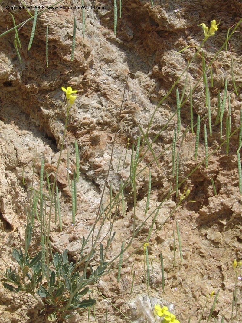 Diplotaxis harra ssp lagascana--Spain. Prov. Almeria. Los Yesos. 22 Apr 05. 111.jpg