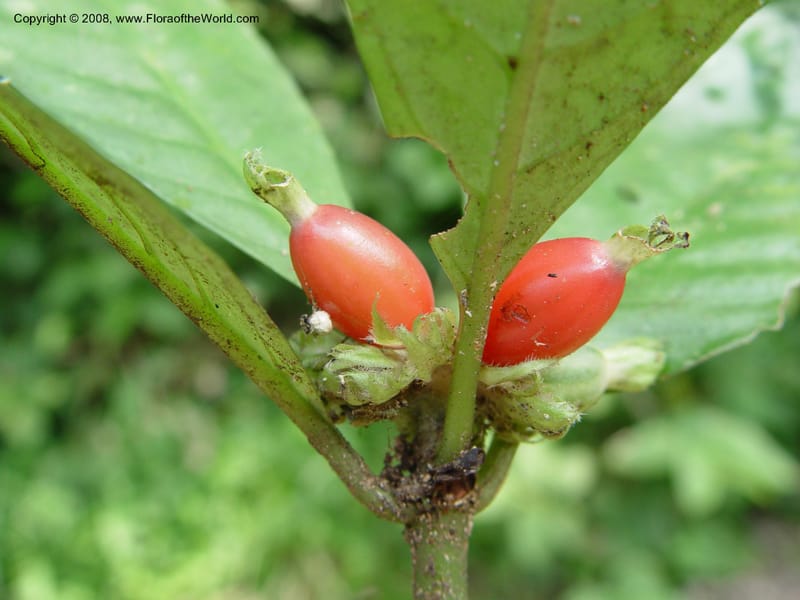 Psychotria--Cameroon. Mt. Cameroon. 6 Dec 03. 153.jpg