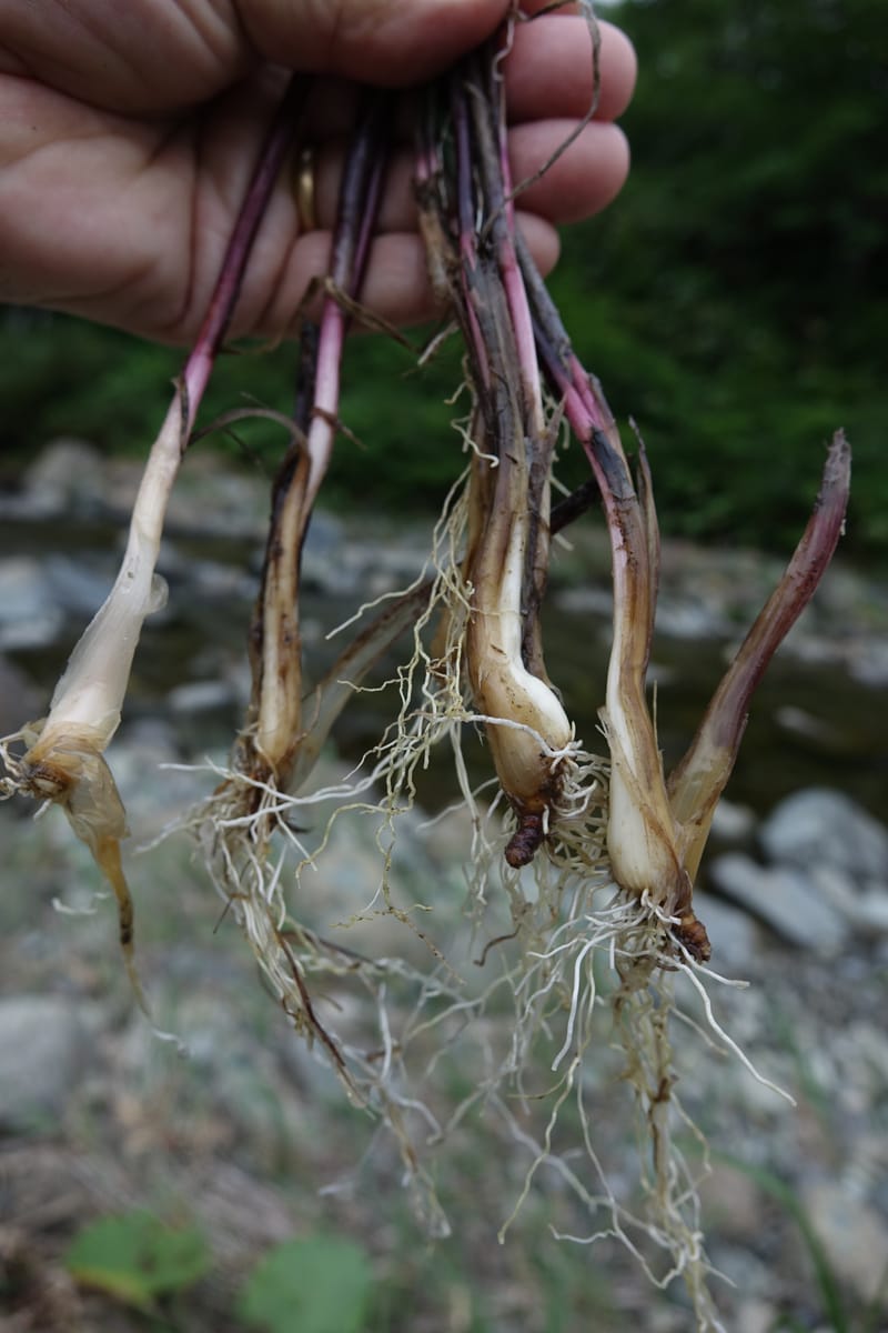 Allium schoenoprasum--Japan. Hokkaido. Teshio Exptl. For. 3 Aug 2016. DSC00757 (80).JPG