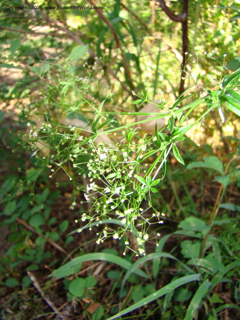 Galium asperrimum, CDavidson11269--ID. Valley Co. Sylvan Beach, Payette Lake. 24 Aug 08. 114.jpg