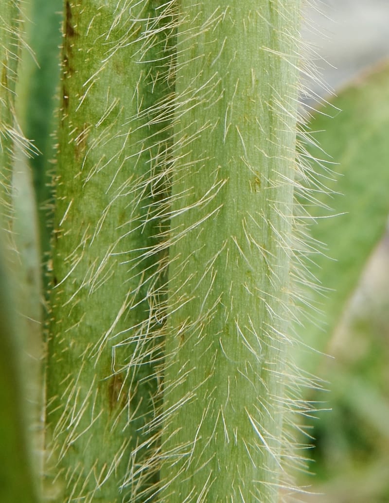 Meconopsis integrifolia subsp. integrifolia, D. Boufford 44063--China. Sichuan. Zhe Duo Shan. 17 Aug 2017. DSC06717 (398).JPG