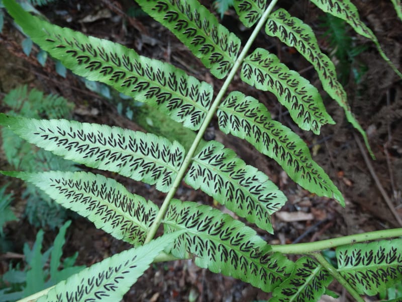 Diplaziopsis javanica, Munzinger, J 7402--New Caledonia. Haute Robinson. 11 Nov. 2015. DSC00909 (305).JPG