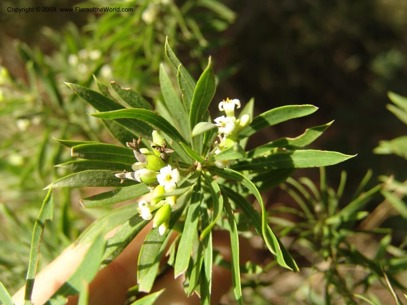 Daphne gnidium--Spain. Andalucia. Parque Nacional Donana. 7 Oct 04. 049.jpg