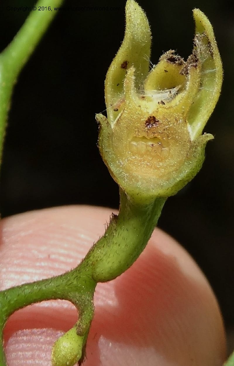 Artabotrys, Davidson, C 12924--Sabah. Kinabalu Nat. Park. Bundu Tuhan View Trail. 28 Mar 2015. DSC00951 (240).JPG