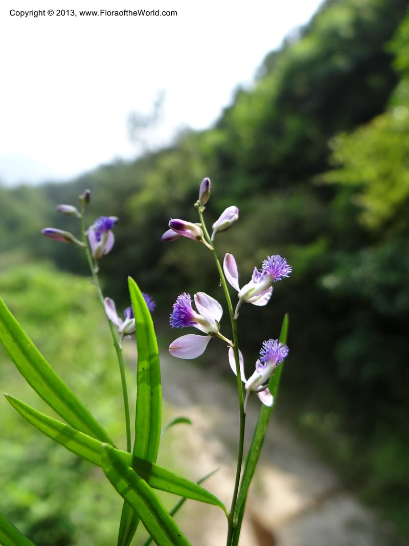 Polygala hongkongensis var. stenophylla, Li Pan 1205288--China. Zhejiang Prov. Shunxi Village. 28 May 2012. DSC00347 (240).JPG