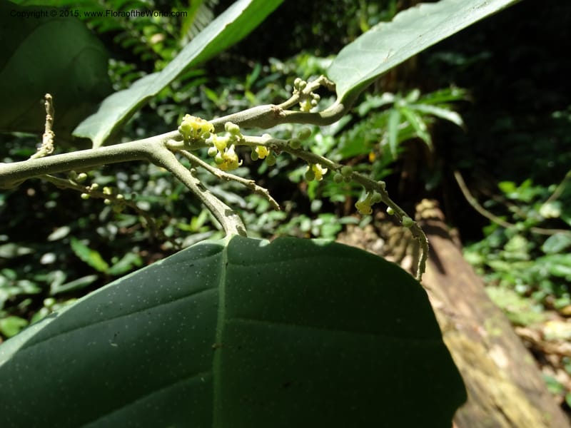 Octoknema, Davidson, C 12386--Cameroon. Bakengili Trail, Mt. Cameroon. 24 Mar 2014. DSC03587 (218).JPG