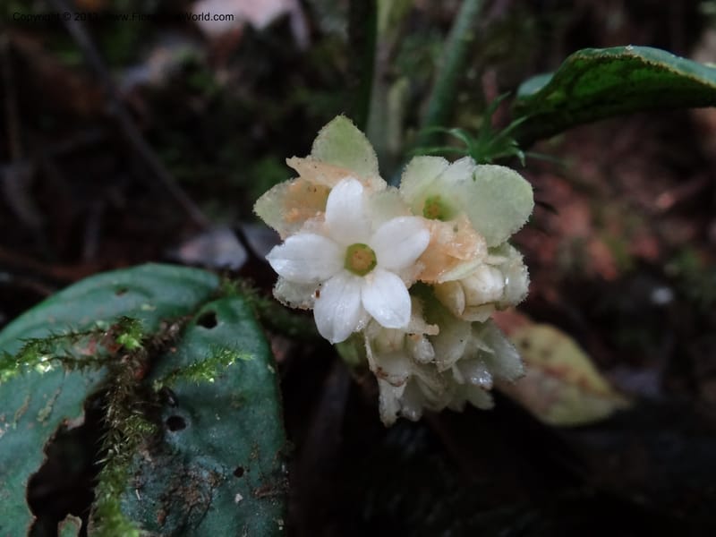 Pentaphragma, SAN.153210--Malaysia, Sabah. Mt. Kinabalu. 5 Apr 2012. DSC06767 (199).JPG