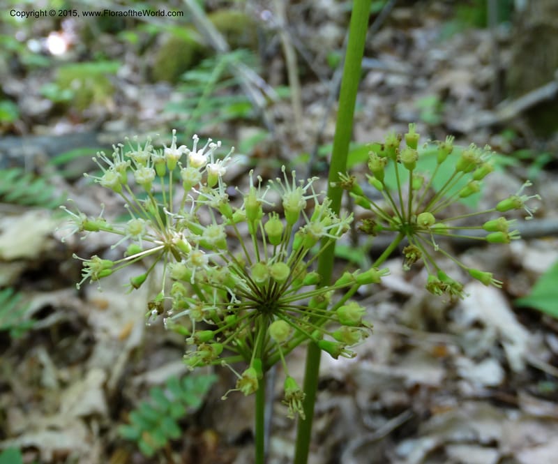 Aralia nudicaulis, Davidson, C 12999--North Carolina. Macon Co. Horse Cove Rd. 14 May 2015. DSC05455 (4).JPG
