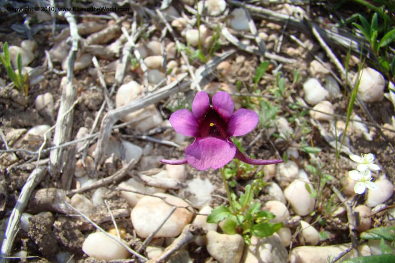 Diascia, C. Davidson 11561--South Africa. Northern Cape. Papkuilsfontein. 26 Aug 09. 209 (5).jpg