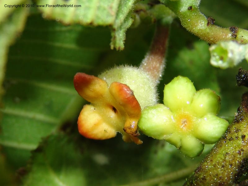 Siparuna aspera, Croat 95735--Ecuador. Maquipucuna Biol. Res. Send. Princip. 11 Mar 06. 260 (4).jpg