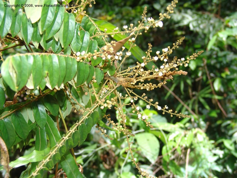 Cnestis, MLeal1172--Gabon. Prv. Ogooue-Iv. Res. Lope. Fougere Brulee. 19 Apr 06. 224.jpg