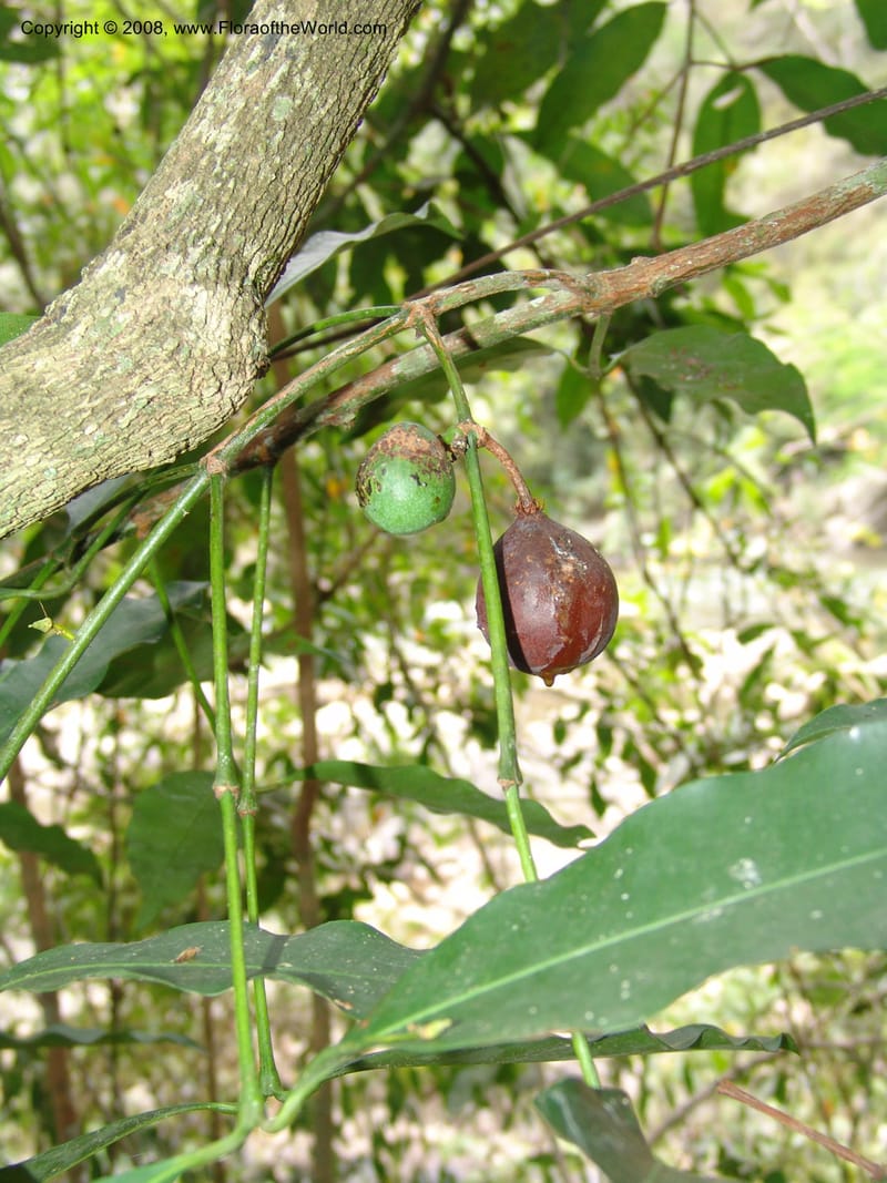 Garcinia brasiliensis, AAraujoM2903--Bolivia. F. Tamayo. W of Apolo. Rio Machariapu. 17 Sep 06. 157.jpg
