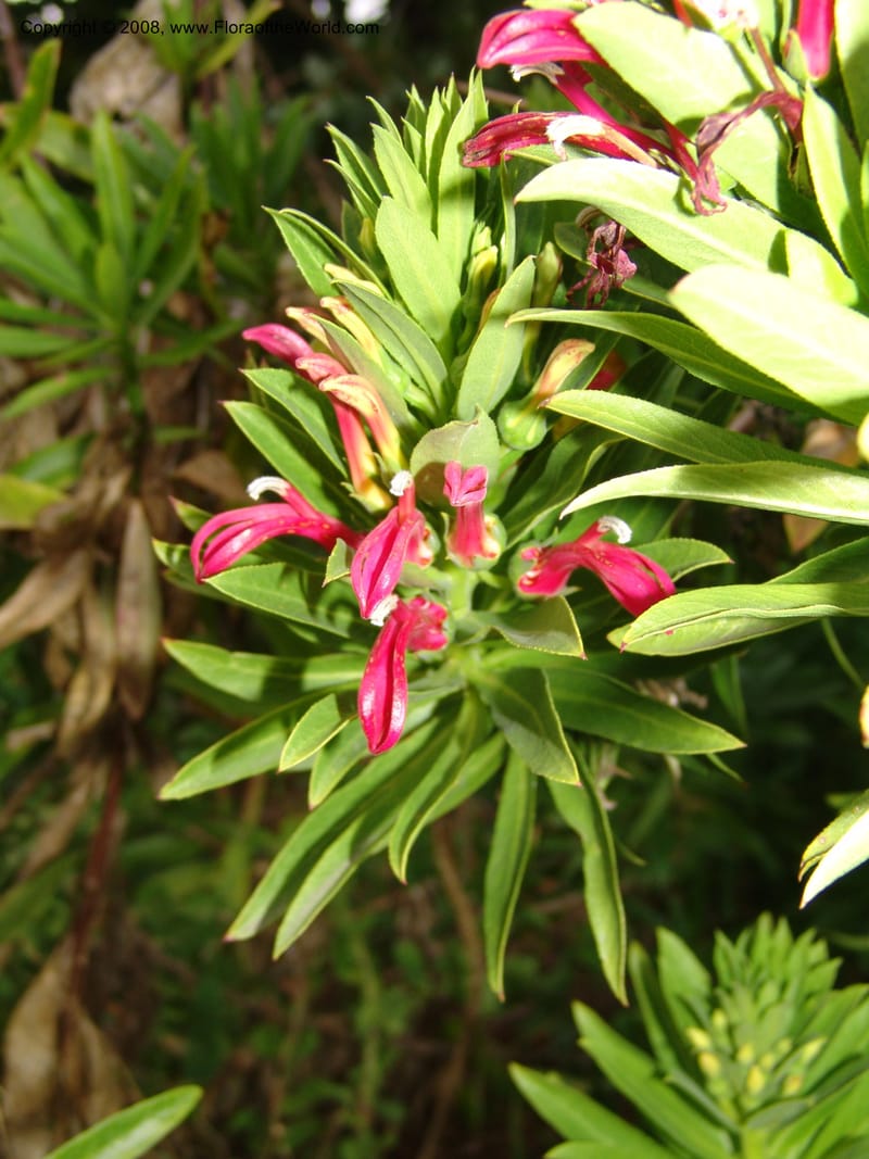 Lobelia polyphylla, 91.0026--CA. UC Berkeley Bot. Garden. 8 Dec 06. 391.jpg