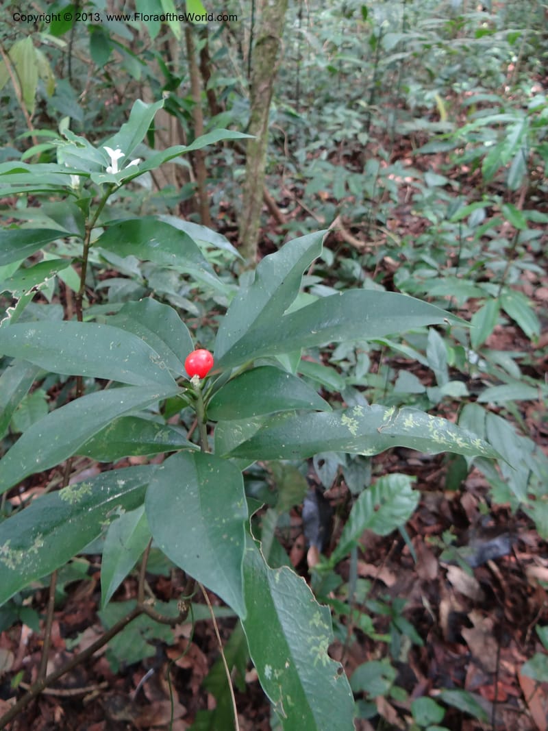 Daphne sureil, VC 5470--Thailand. Chiang Mai. Doi Suthep Pui N. P. 7 Nov 2012. (130).JPG