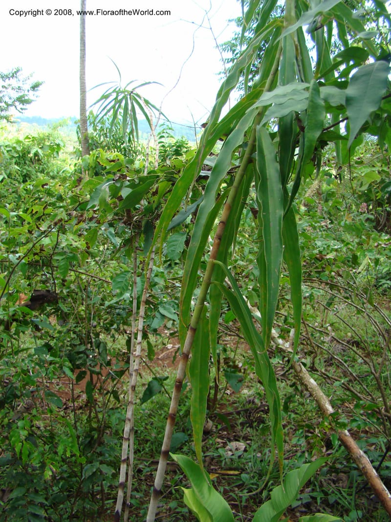 Costus stenophyllus--Costa Rica. Puntar. Los Charcos de Osa. 15 Apr 08. 219.jpg