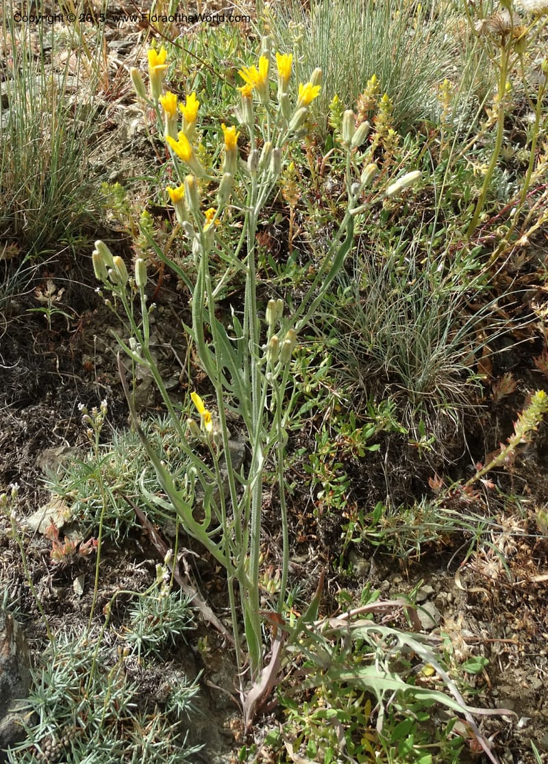 Crepis atribarba, Davidson, C 12597--ID. Idaho Co. Seven Devils Camp Ground. 15 Jul 2014. DSC00113 (301).JPG
