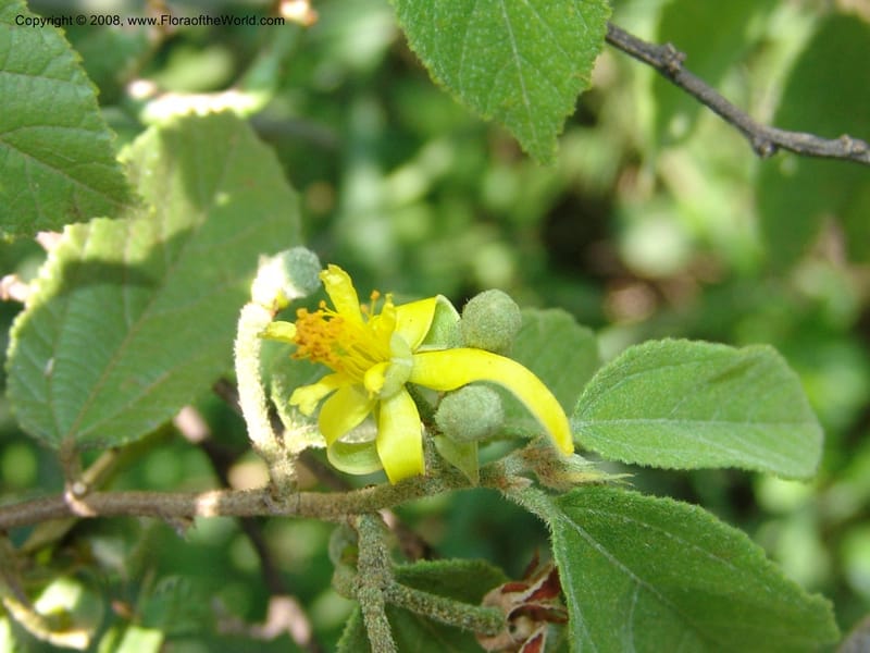 Grewia flavescens--So.Africa. Mpumal. S of Burgersfort. 16 Mch 05. 228.jpg