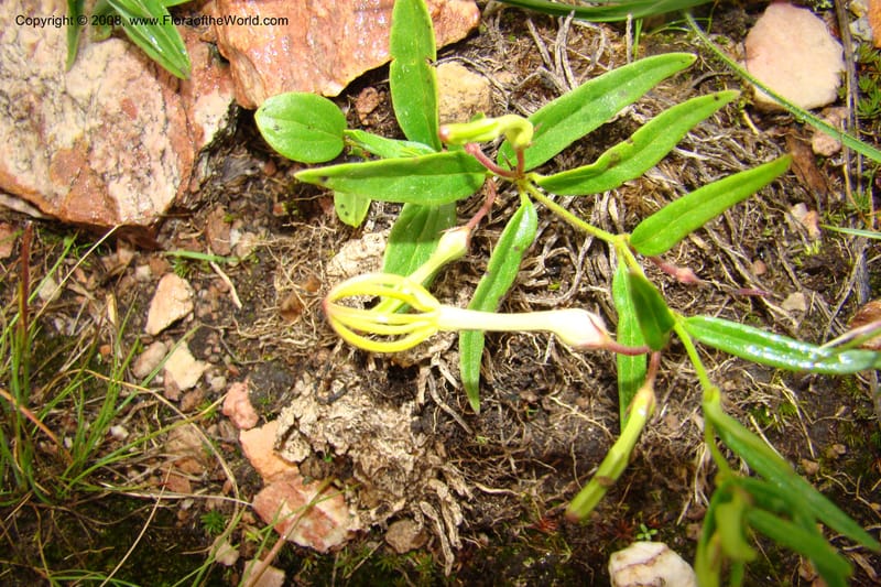 Ceropegia, WKindeketa3047--Tanz. Makete Distr. Kitulo Nat. Pk. 25 Jan 08. 313.jpg