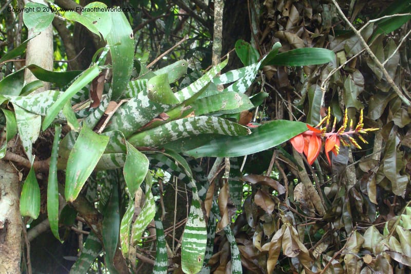 Aechmea, RVasquez34772--Peru. Loreto. Dist. Nauta. Qbda Nawapa, Rio Tigre. 11 Nov 08. 566.jpg