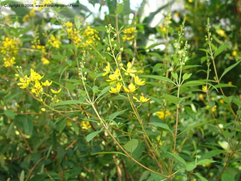 Galphimia glauca--IL. Chicago. Garfield Park Conservatory. 30 Jun 05. 042.jpg
