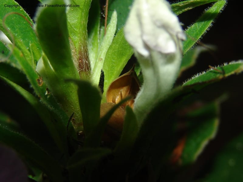 Ruellia yurimaguensis, AAraujo-M.1517A--Bolivia. Pq. Nac. Madidi. Laguna Chalalan. 26 Nov 04. 009.jpg