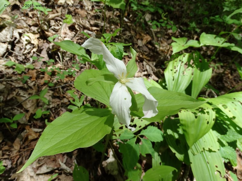 Trillium grandiflorum, Davidson, C 12998--North Carolina. Macon Co. Standing Indian. 14 May 2015. DSC05212 (236).JPG