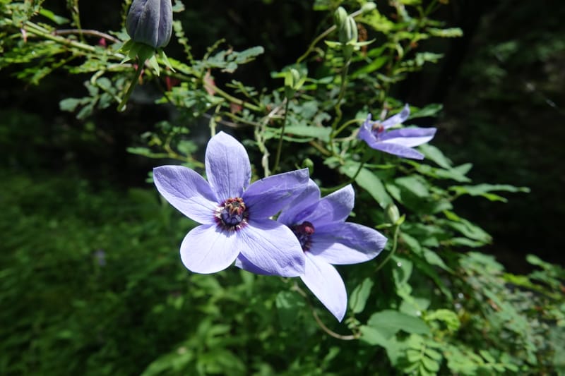 Codonopsis, C. Davidson 13768--China. Sichuan. Yibailingba-gou. 12 Aug 2017. DSC04660 (99).JPG