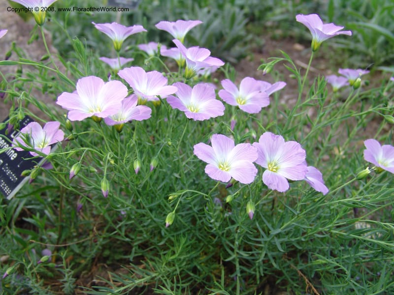 Linum perenne ssp alpinum--France. Nancy. Jard. Bot. Montet. 1 May 05. 286.jpg