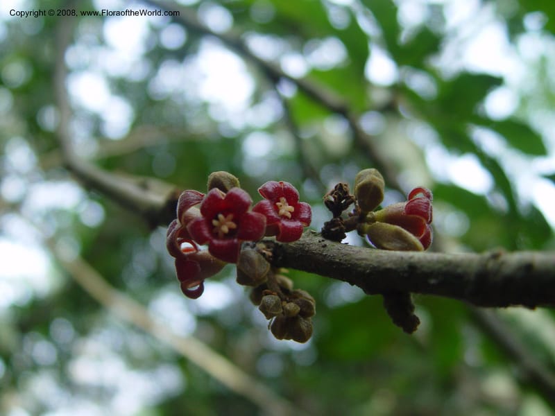 Cola milanii--Ghana. Aburi Botanic Garden. 14 Dec 03. 118.jpg