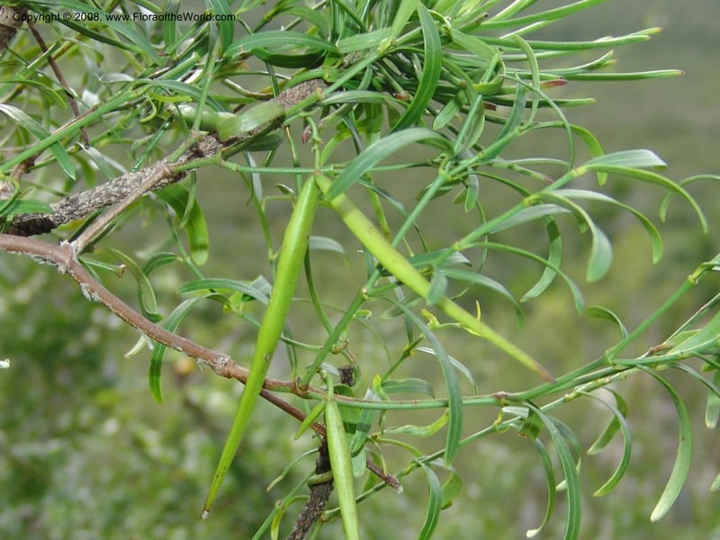 Secamone alpinii--So.Africa. E. Cape. Uitenhage Nat. Res. 6 Mch 05. 086.jpg