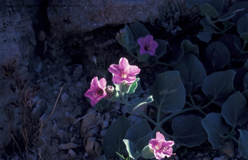 Mirabilis multiflora v pubescens, CDavidson8001--CA. Inyo Co. Panamint Mts., Johnson Can. 17 May 79. 004.jpg