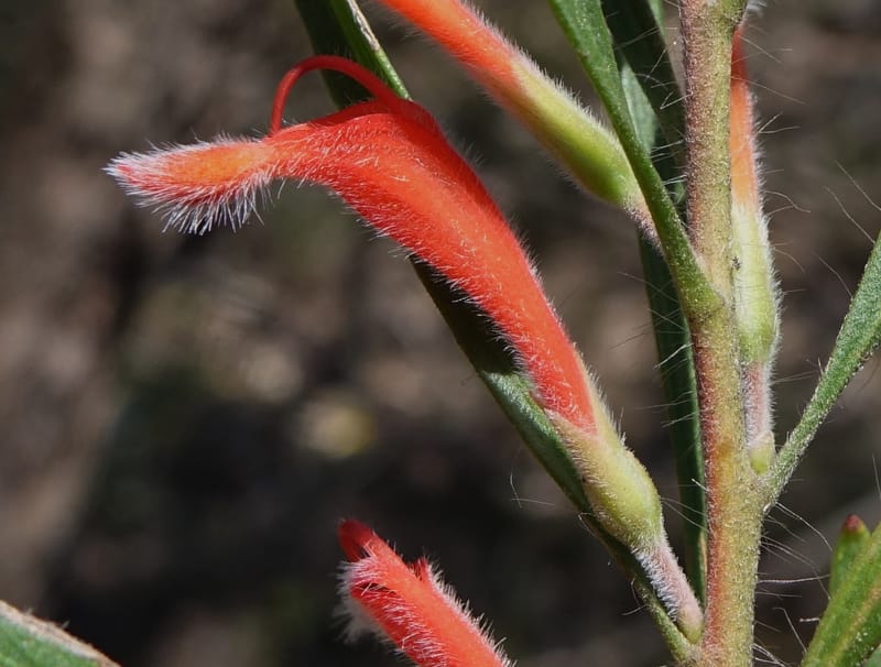 Adenanthos barbiger, Davidson, C 13472--Australia. W.A. Albany Hwy, odom 33.5. 28 Oct 2016. DSC05957 (31).JPG