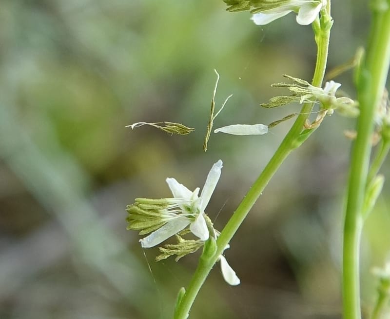 Thalictrum alpinum var. elatum, D. Boufford 44007--China. Sichuan. Xiangcheng Xian. 13 Aug 2017. DSC05341 (61).JPG