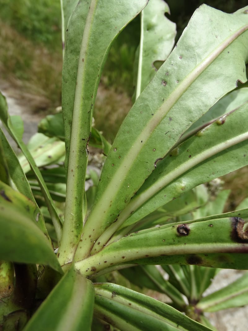 Scaevola floribunda, Lowry, P 7328--Fiji. Delaikoro Mtn. 3 Nov 2015. DSC08393 (180).JPG