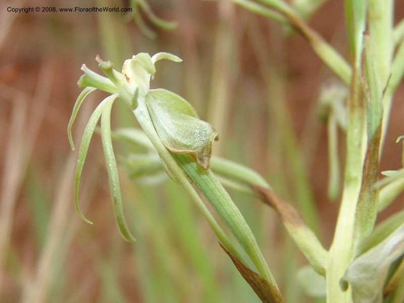Habenaria--So.Africa. Mpumal. Moodie Mts.  18 Mch 05. 129.jpg