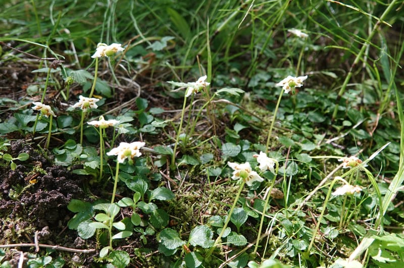 Moneses uniflora, C. Davidson 14039--ID. Valley Co. Sylvan Cr. Payette Lake. 31 July 2019. DSC01112 (13).JPG