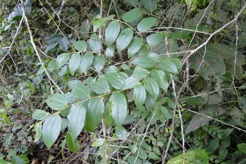 Ziziphus, Regalado 1915--Viet Nam. Da Ha to Tan Not R. Sta. 14 May 2011. 092 (2).jpg