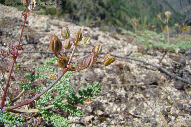 Cymopterus glaucus, C. Davidson 11362--Idaho. Idaho Co. Salmon River. Polly Bemis Ranch. 27 May 2009. 250.jpg