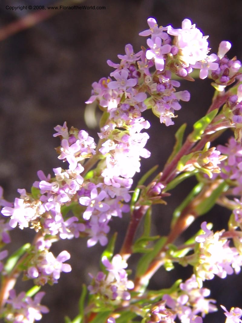 Selago galpinii--So.Africa. E. Cape. Joubert's Pass, SE of Lady Gray. 9 Mch 05. 018.jpg