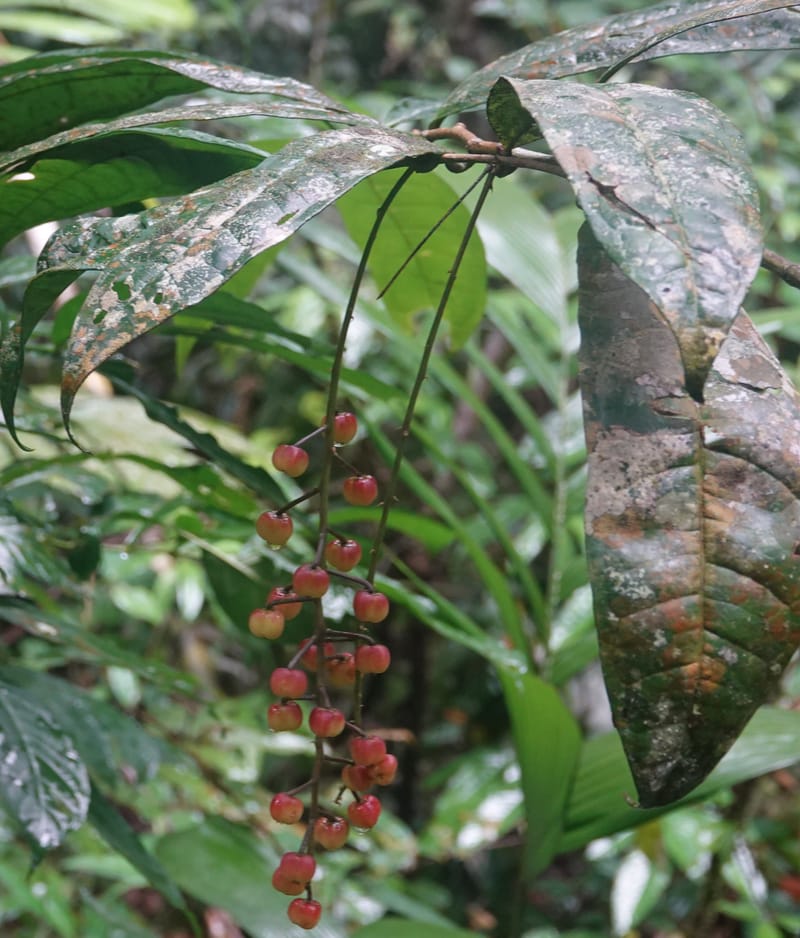 Thecacoris, C. Davidson 14074--Gabon. Raponda-Wallker. 28 Oct 2019. DSC02420 (13).JPG