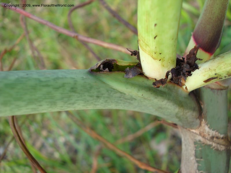 Philodendron deflexum, T. Croat 98842--Ecuador.Prov.ZamoraC.Rio Wawaime Valley19Sep2007 070 (11).jpg