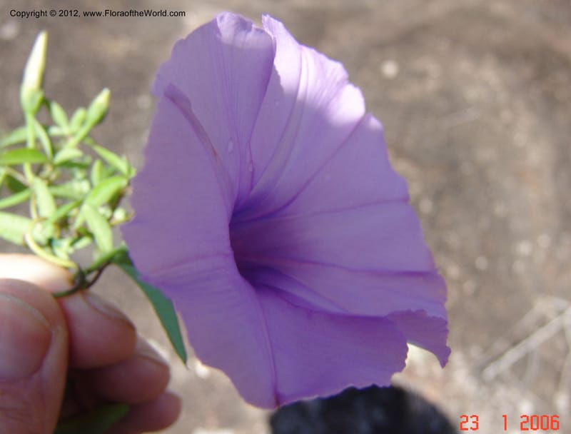 Ipomoea, Rogers, Z 950-Madagascar, 23 Jan 2006  004 (3).jpg