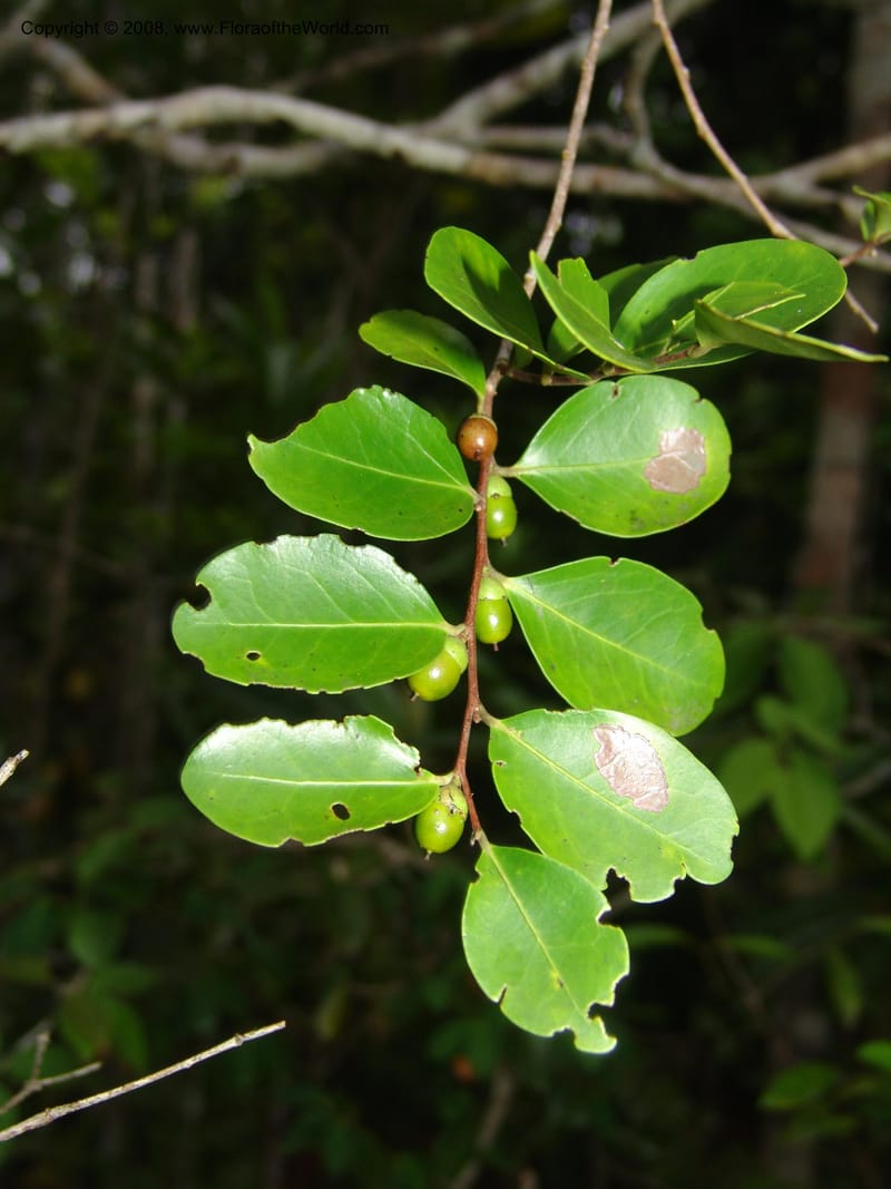 Diospyros, R.Ranaivojaona1382--Madag. Prov. Toliara. Mandena Centr. Res. Ecol. 18 Jan 06. 193.jpg