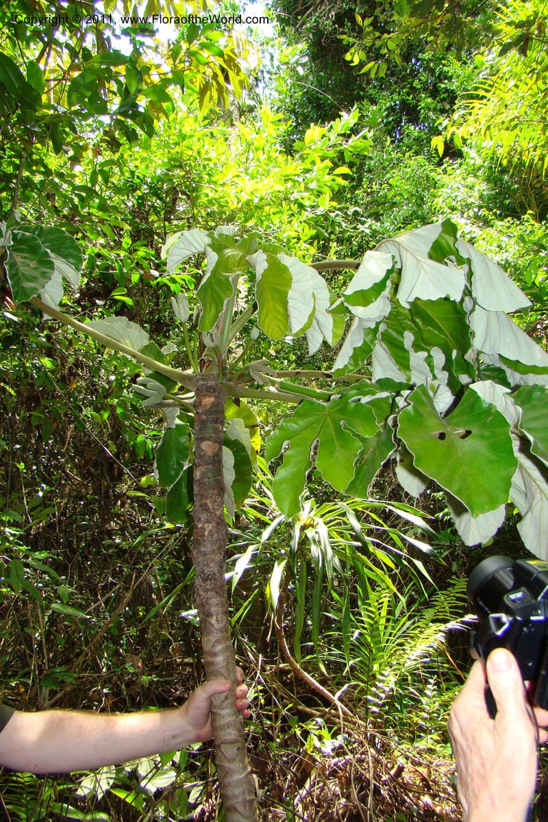 Cecropia peltata, Phillipson 6117--Madagascar. Prov. Fianarantsoa. Manombo Nat. Park. 13 Jan 09. 077 (32).jpg