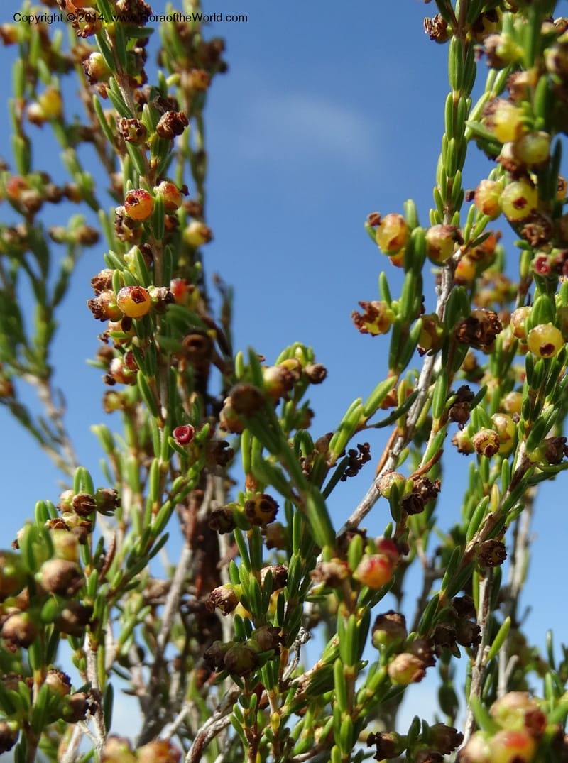 Erica, Davidson, C 12302B--South Africa. Western Cape. De Hoop Nature Res. 22 Jan 2014. DSC01681 (124).JPG