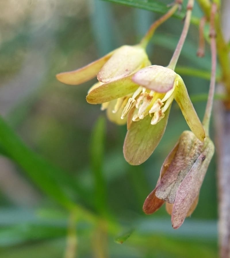 Aphanopetalum clematideum, Davidson, C 13444--Australia. W.A. Geraldton. Chapman River. 25 Oct 2016.  (50).JPG