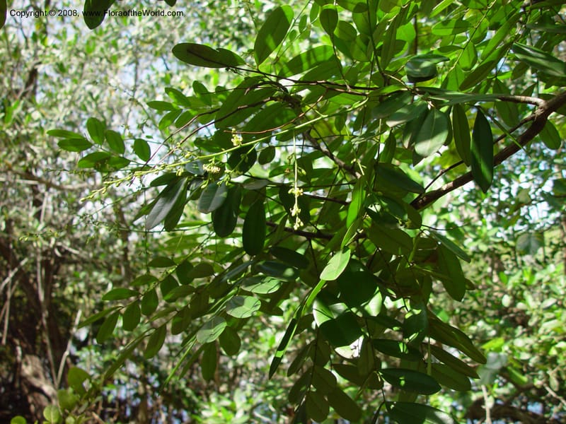 Simarouba glauca--FL. Fairchild Tropical Gard. 7 Apr 03. 311.jpg