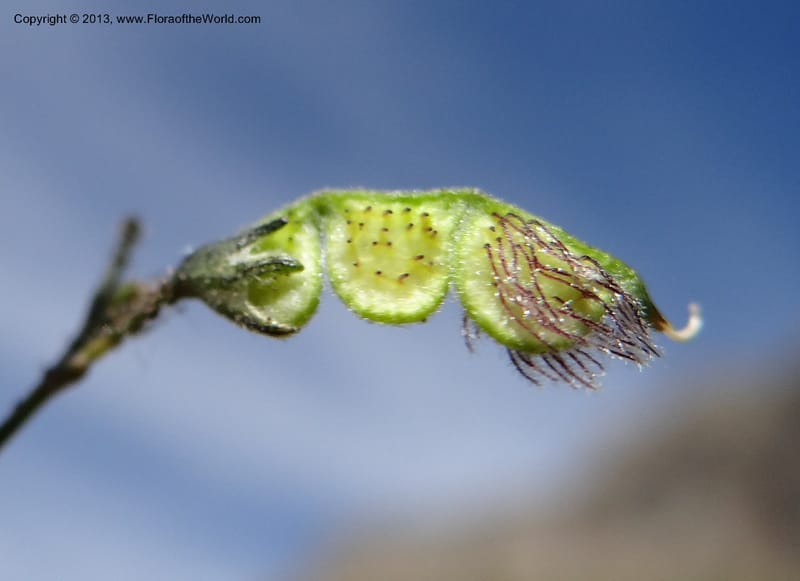 Adesmia, WDS 34191--Chile. Cta. 115. La Laguna. 22 Feb 2013. DSC02595 (62).JPG